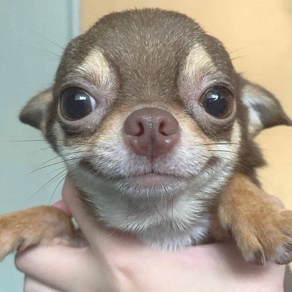 Meet your Posher, Posh